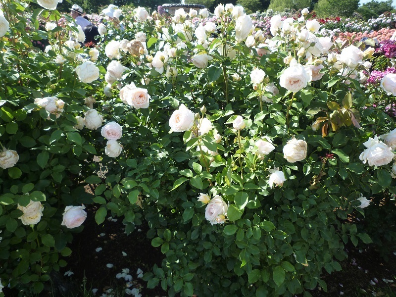 京成ばら園 千葉県 Asuka S Diary Roses Herbs