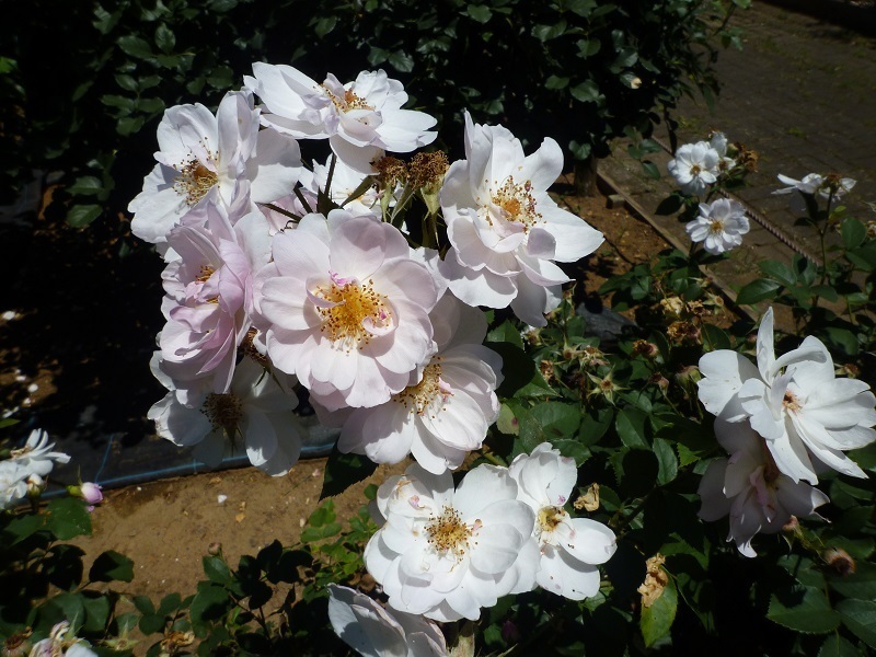 blog1040717.jpg
