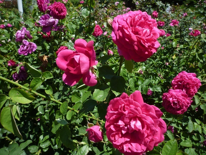 blog1040719.jpg