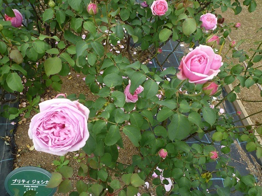 blog951.jpg