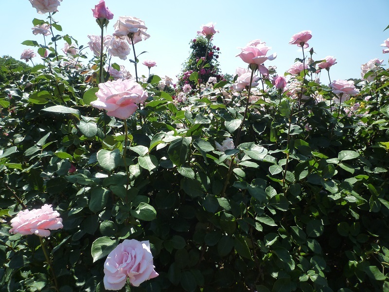 blog春芳.jpg