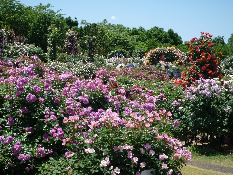 blog京成1.jpg